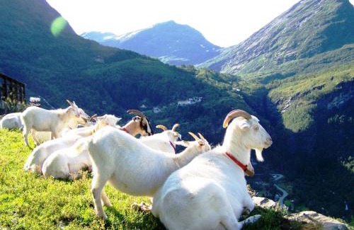 Geiranger Casa | Westerås Gard