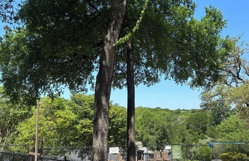 South Lamar Casa | Whimsical downtown Austin townhome nestled in the trees, but centrally located