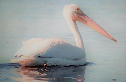Cedar Key Apartamento | White Pelican A-1 Sunset views