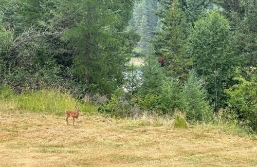 Whitefish Casa | Whitefish Bootjack Lake Lodge- Nestled in the Trees, Nearby Lake & Pet Friendly!