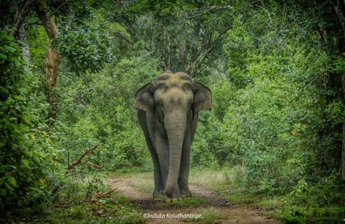 Tissamaharama Otro | Wild Earth Ceylon Leisure - Yala
