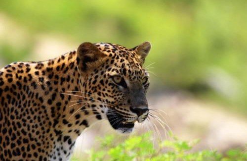 Tissamaharama Otro | Wild Earth Ceylon Leisure - Yala