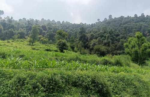 Rajauri Casa | Wild Freaks