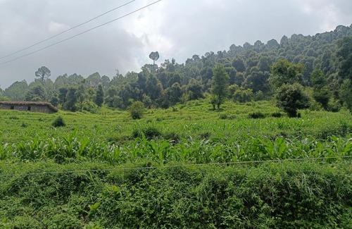 Rajauri Casa | Wild Freaks