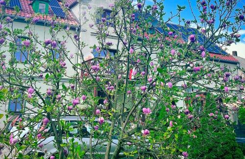 Cieplice Apartamento | Wrzosówka pokój z aneksem