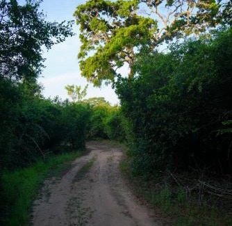 Palatupana Otro | Yala Wild House