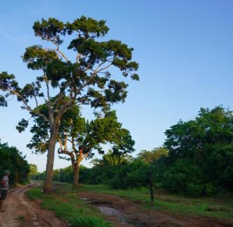 Palatupana Otro | Yala Wild House