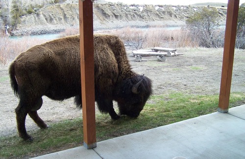 Gardiner Cabina | Cabaña frente al río Yellowstone, capacidad para 9, $ 171- $ 325 / nt, 300 yardas a Yellowstone