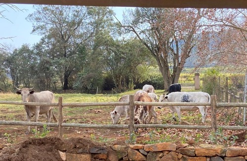 Curry's Post Casa | Yellowwoods Farm - WILLOUGHBYS COTTAGE and OLD STABLES COTTAGE