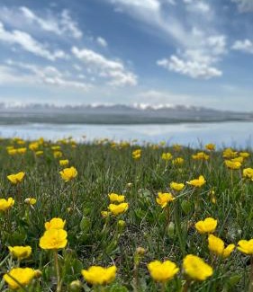 Song-Kul Otro | Yurt camp Asman at Song Kol lake