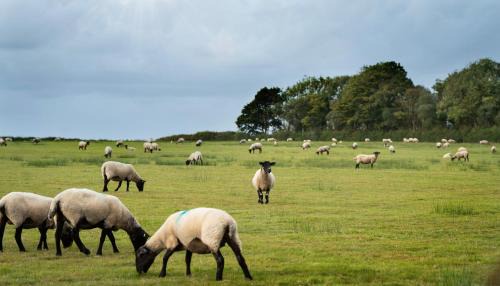 Burrington Otro | Yurt in Devon