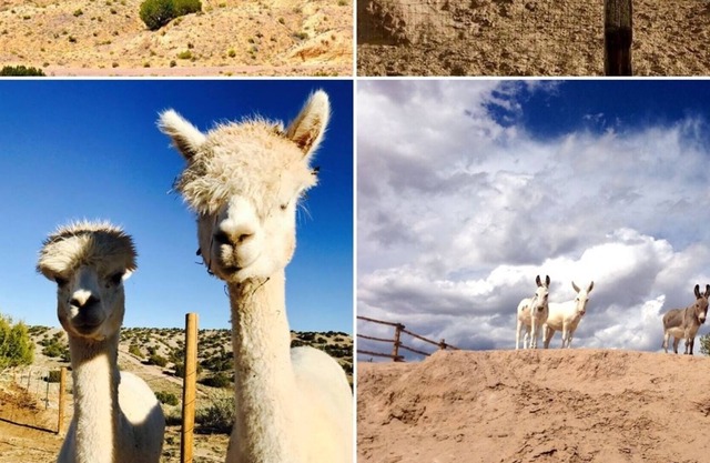 365+ Comentarios! 360 vistas! Estilo B & B, Bañera de hidromasaje, Caballos, Mini burros, Alpacas