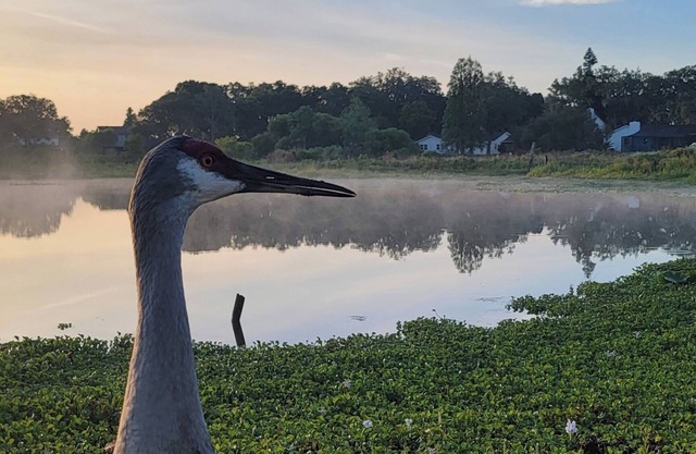 A place to be surrounded by nature within the city.