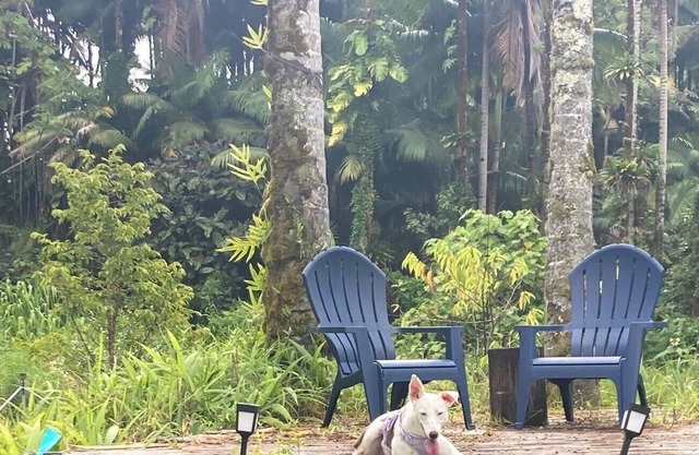 A Rainforest Retreat 20 minutes to Hilo and Volcano National Park