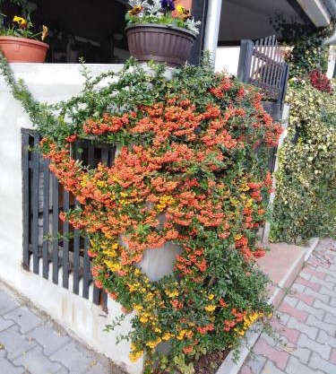 Apartment Fenix