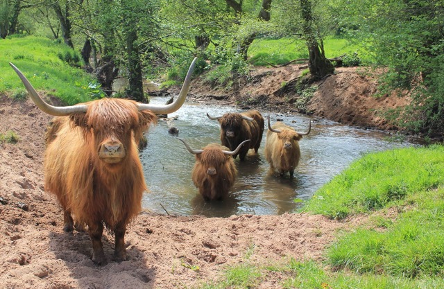 Hermoso granero convertido en el valle de Wye, en bosques