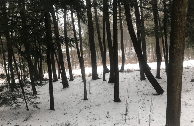 Hermoso retiro de fin de semana en el bosque con oportunidades de ver sitios opcionales