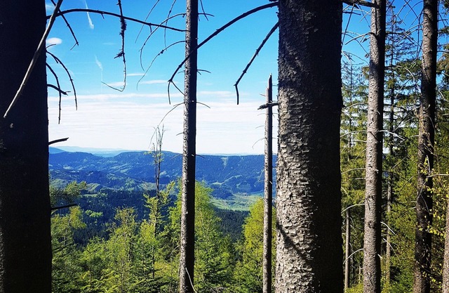 Selva Negra Freudenstadt