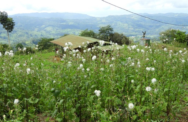 Cabaña en medio del bosque