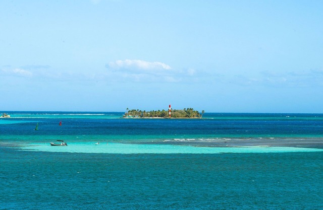 Caribbean Coral