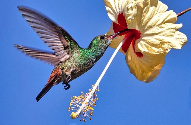 Caribbean R & R (Relax, Bird watching, Wild Life)