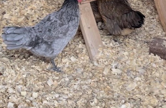 City Chicken Farm by Cubs Stadium w/Live Chickens, Hot Tub, Fish Pond, Fire Pit