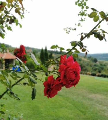 Domaćinstvo Sinđelić