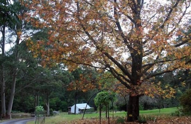 Entrenador Cottage Forest Retreat