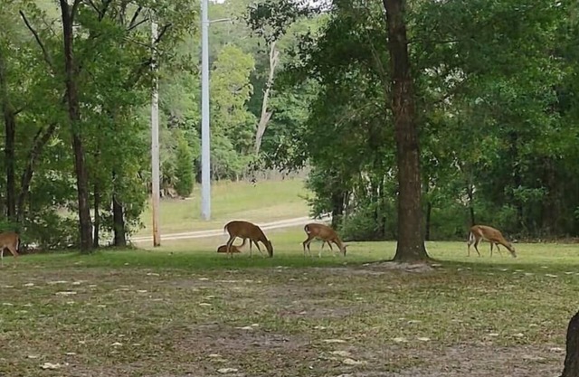 Fun Fawn Woodland Retreat