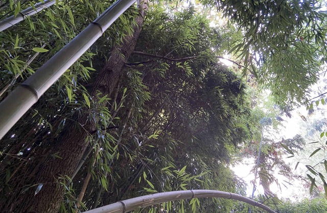 Disneyland Paris a 34 km Gîte du bambou bleu, dans un jardin botanique.