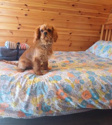 Glamping Pod Thady Killynick County Fermanagh