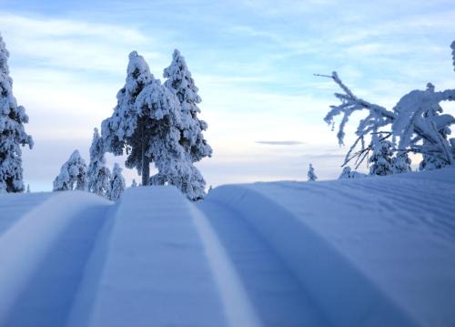 Hjørnet - Fulufjellets nasjonalparker - snø - alpint - langrenn - snøscooter