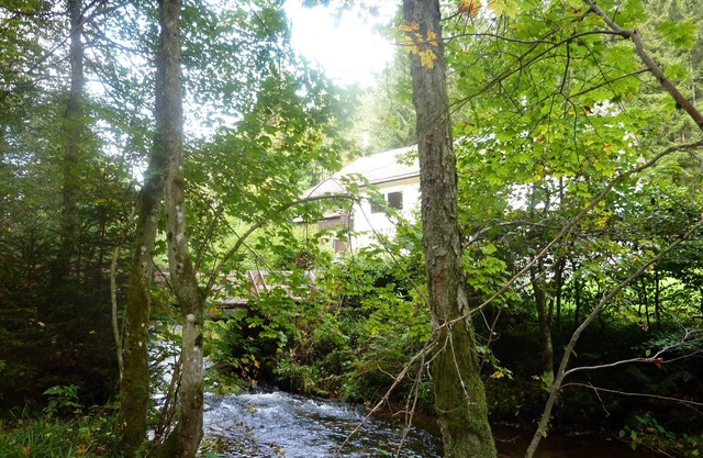 Selva Negra total: en el medio del bosque junto a la corriente, no se puede obtener más Selva Negra