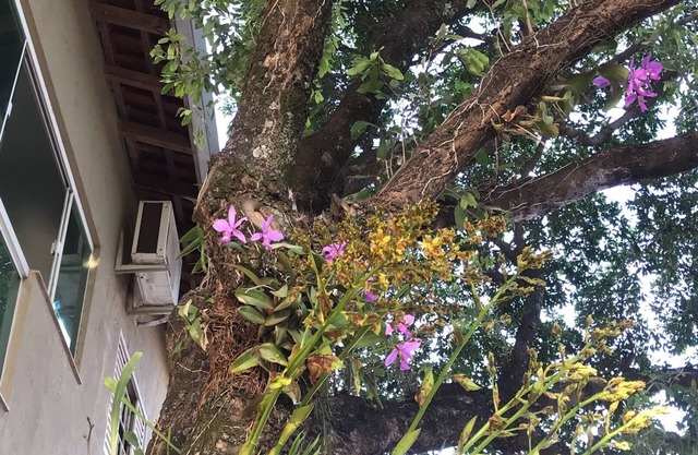 Hotel Pousada Calliandra