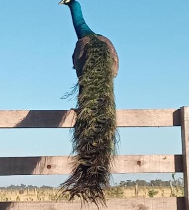 La Pancha