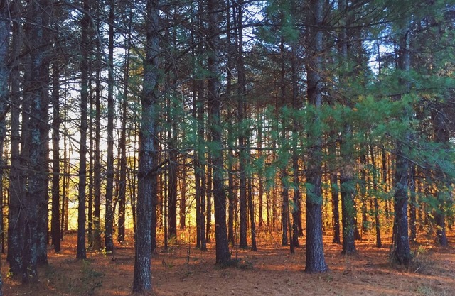 ** LAGOS JAMES / Morganton: ¡Tranquilo, entorno natural! Muchas actividades al aire libre **