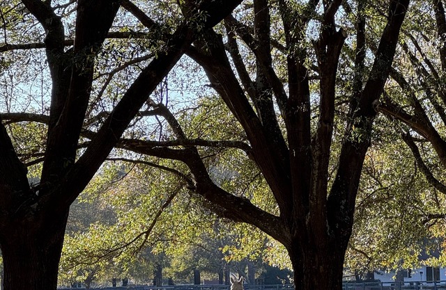 Longleaf- A Place to Get Together or A Place to Get Away!