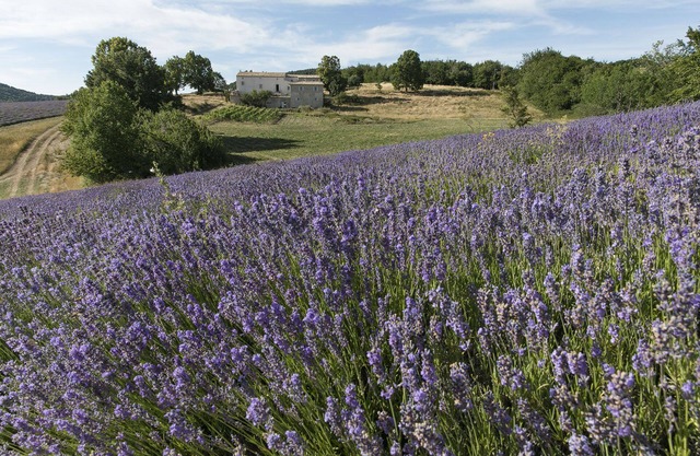Bastide lujosa rodeada de lavanda