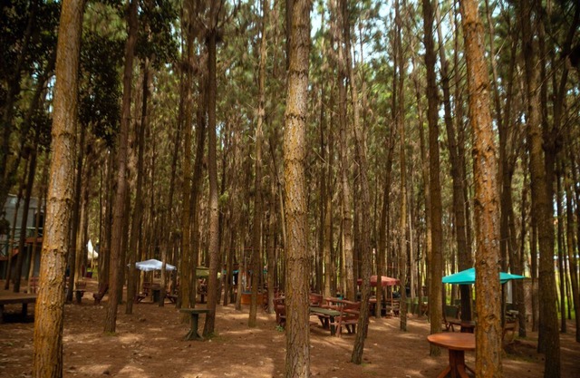 Nyungu Yamawe Forest Park