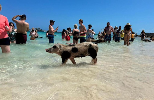 Pig Beach 6 hours tour on CAT Phoenix 777 no sleep on the boat