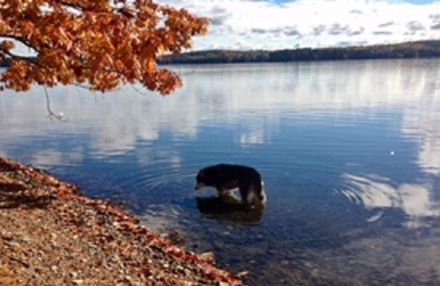 Campo privada en el lago Cobbossee