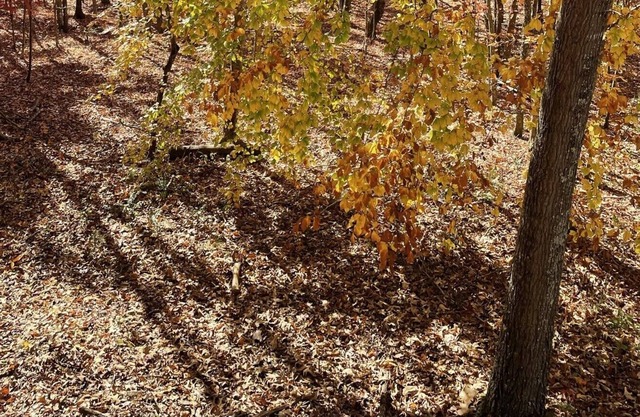 Private wooded log cabin -three minutes to Norris Lake