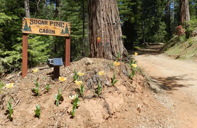 Construcción a estrenar Ago. 2019 Cabaña Sugar Pine en los hermosos Mariposa Pines