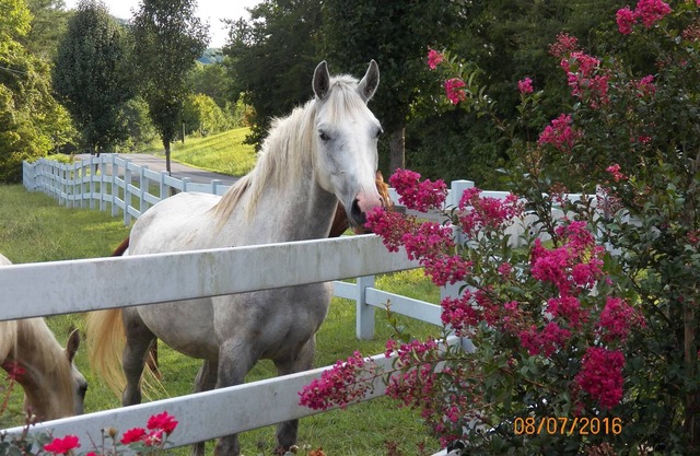 T-Lea Farm su Retiro de Vacación de Granja de Caballos de Acre en el este de Tennessee