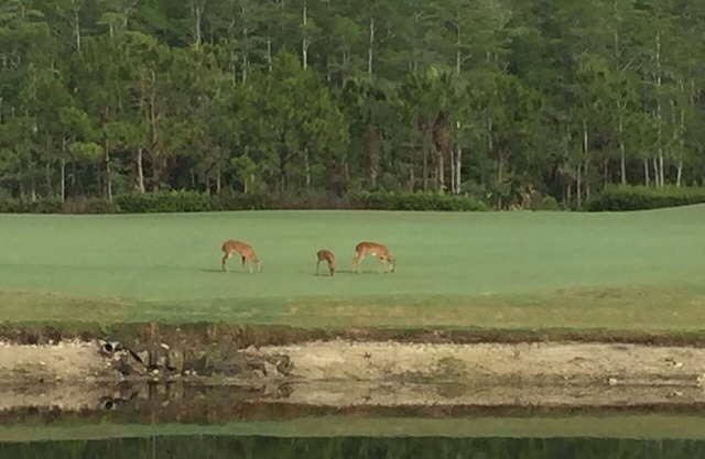¡Unidad de piso inferior actualizada en la bahía de la herencia !!27 hoyos de campeonato de golf