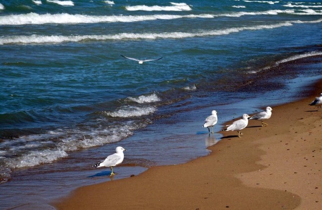 Camina hasta la playa del lago Michigan desde Cottage in the Woods - * Seaside Fired Smores *
