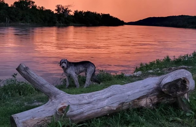 Waterfront Cabin w/ Sunset View, WiFi, HUGE yard, and Fire-pit!