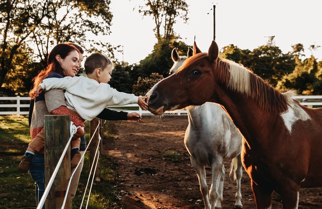 Welcome to our quiet 8 acre horse farm/Rescue in Hellertown Pennsylvania!