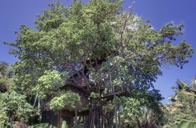 ¿Qué haría usted sueño, durmiendo en un árbol? La única casa en el árbol de Utila