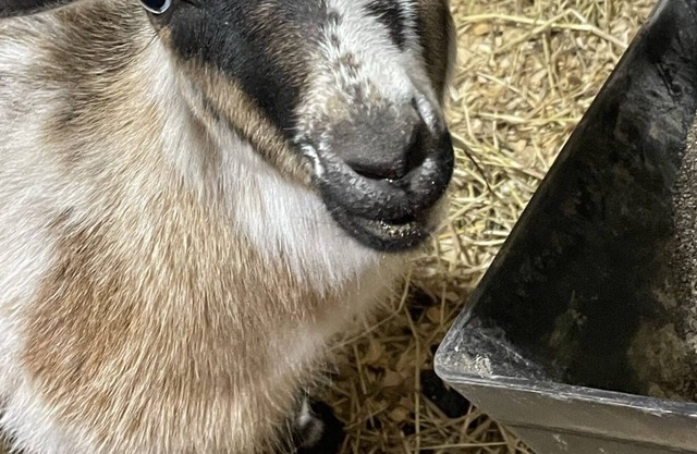 Working Dairy Goat Farm - Glamping in RV Camper in Luxury - Deer Hunters Welcome